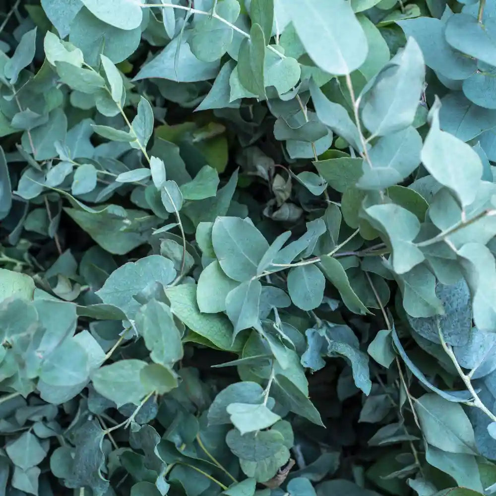 Eucalyptus Diffuser Oil