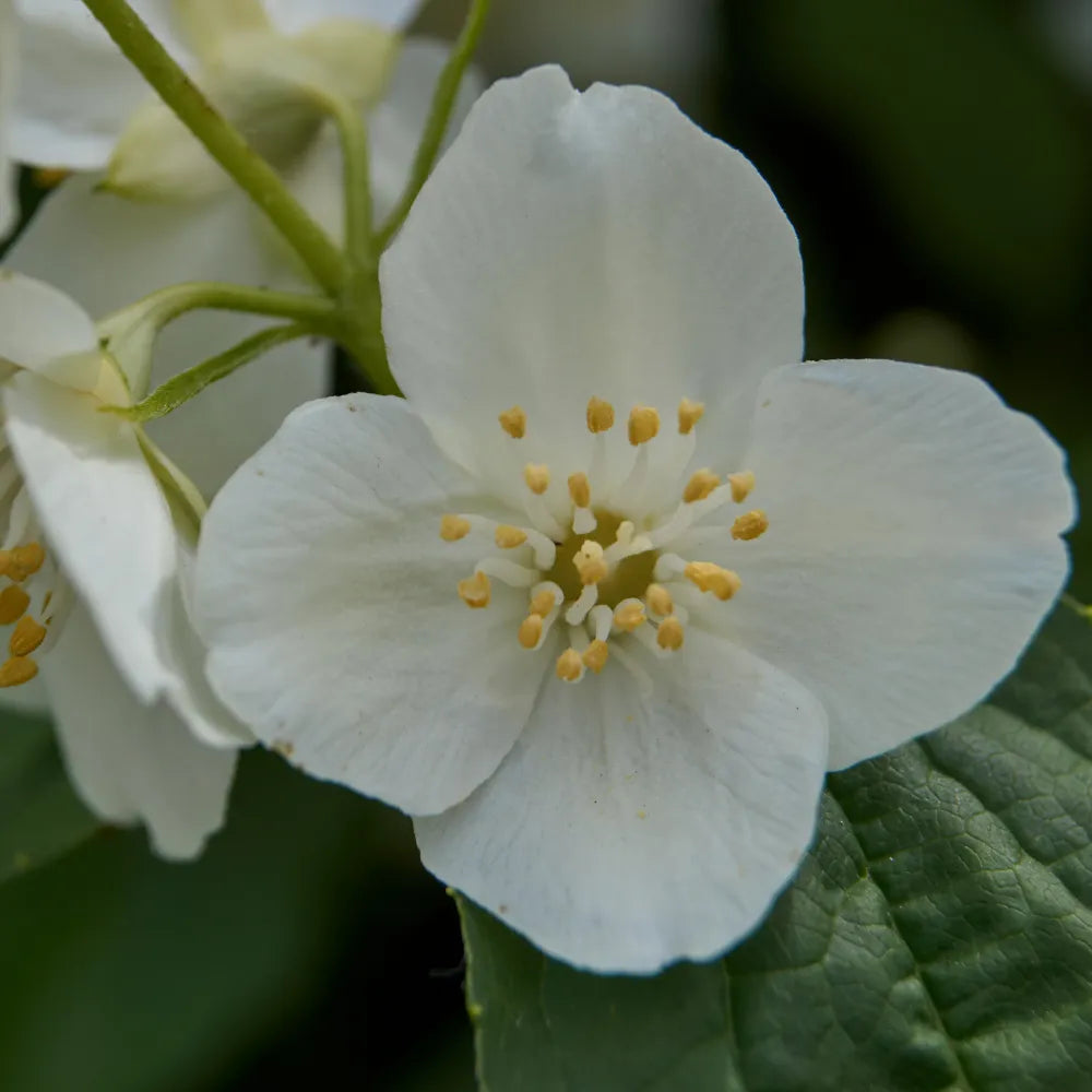 Jasmine Diffuser Oil