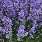 Lavender Diffuser Oil
