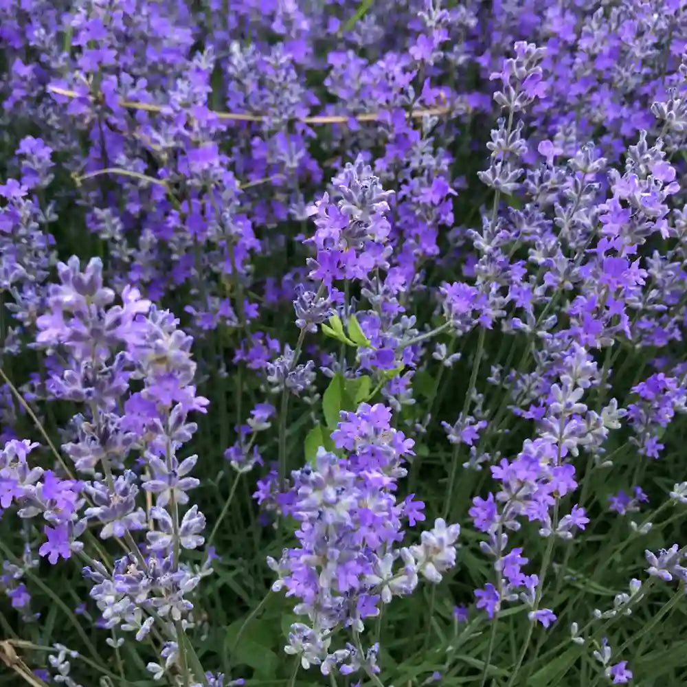 Lavender Diffuser Oil