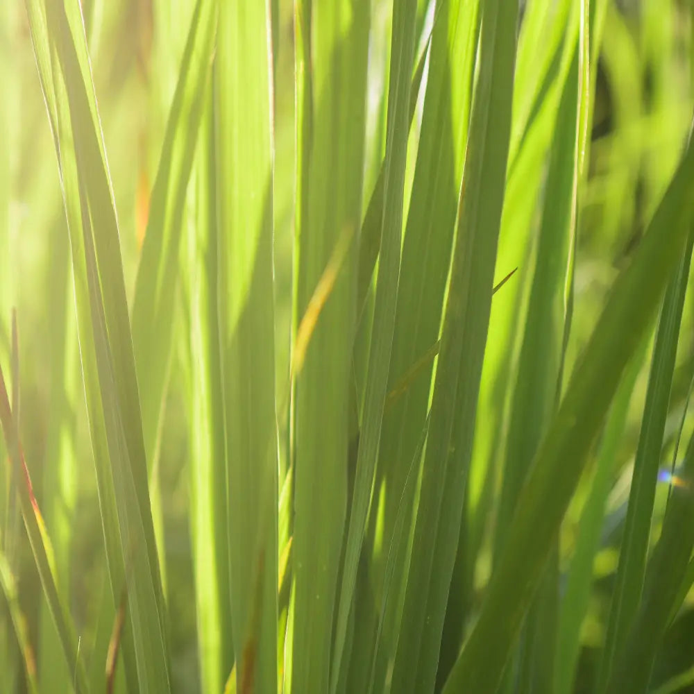 Lemongrass Diffuser Oil