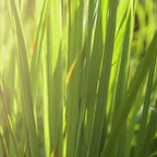 Lemongrass Diffuser Oil