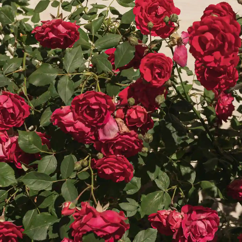 Rose Diffuser Oil