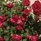 Rose Diffuser Oil