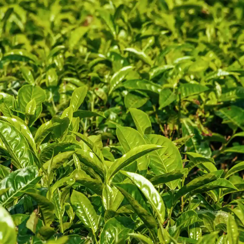 Tea Tree Diffuser Oil