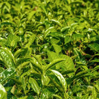 Tea Tree Diffuser Oil