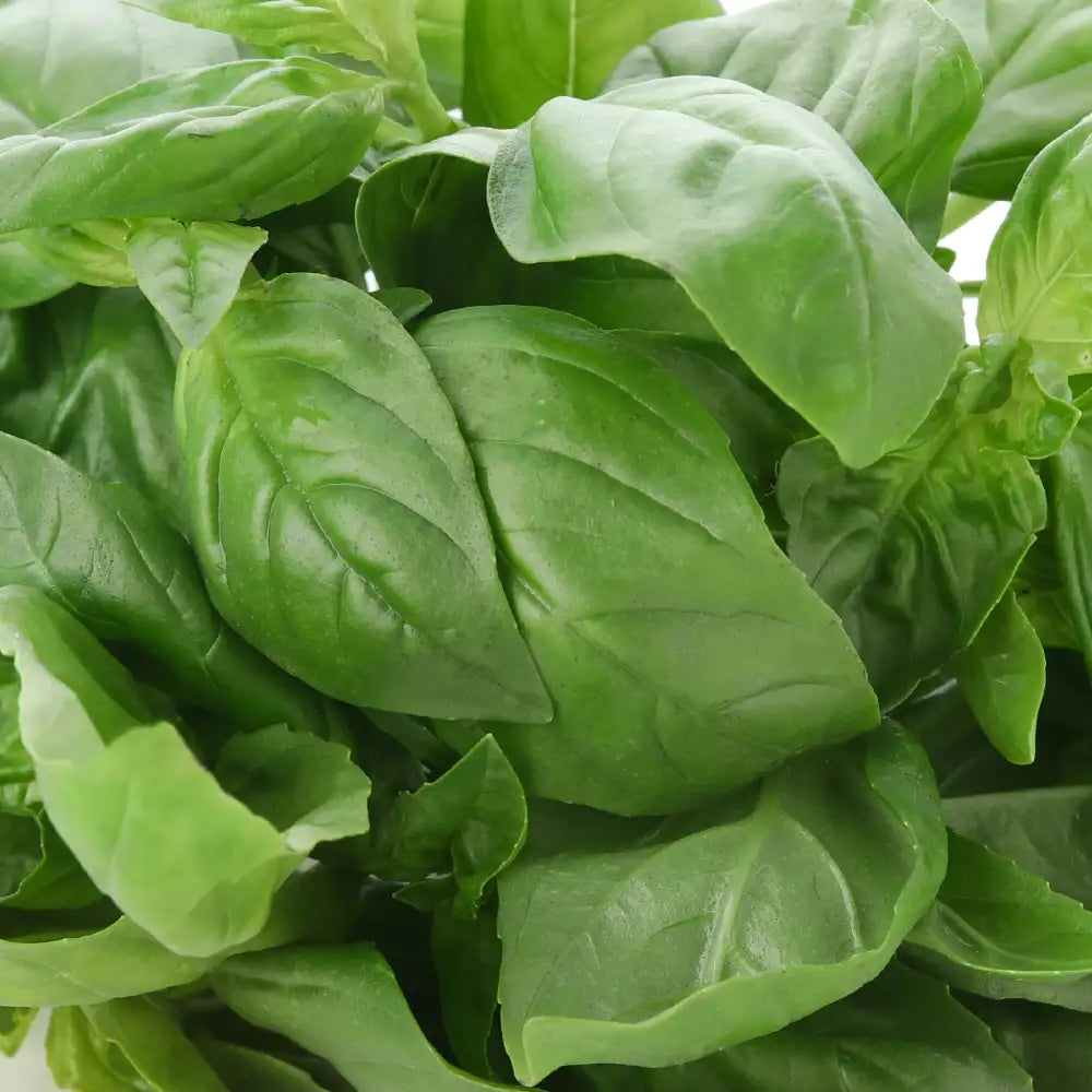 Basil Essential Oil