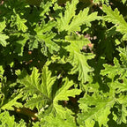 Citronella Essential Oil