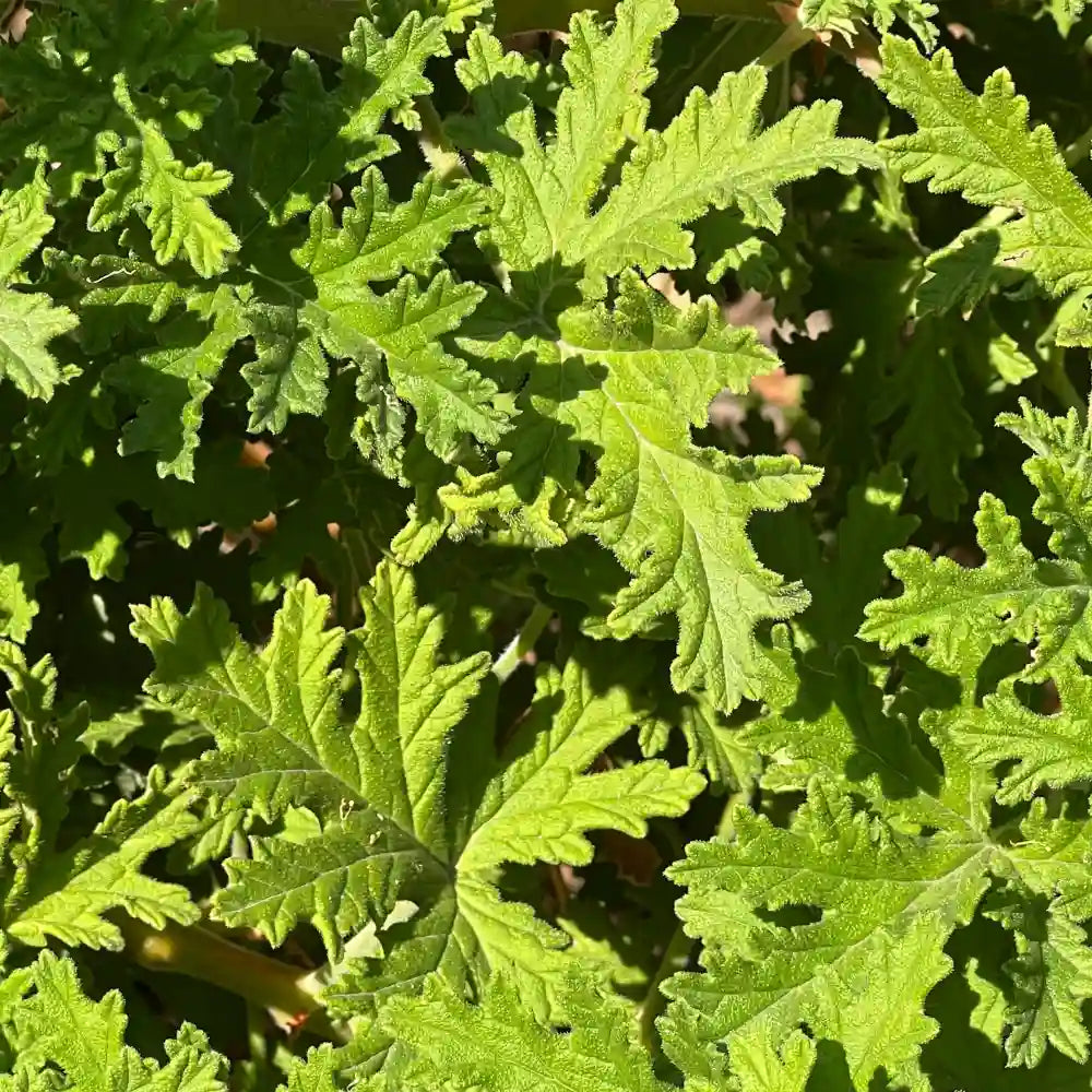 Citronella Essential Oil
