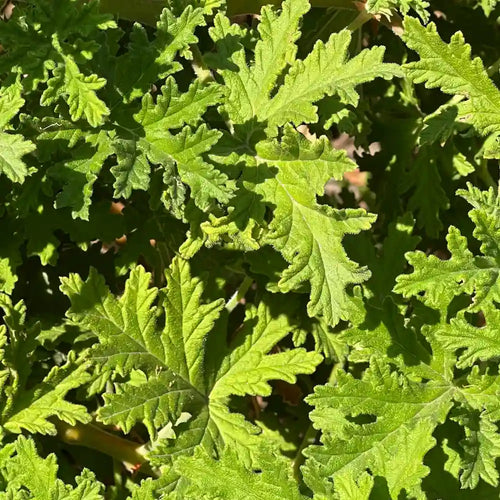 Citronella Essential Oil
