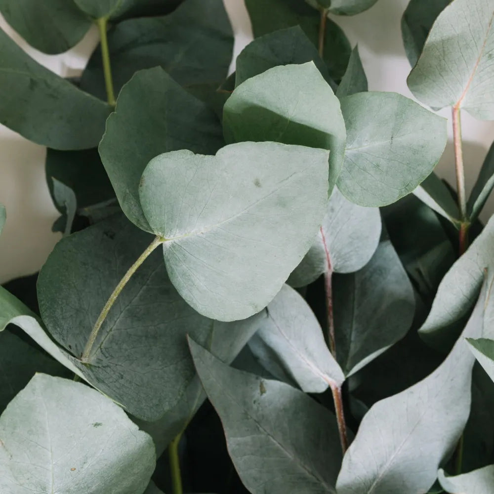 Eucalyptus Essential Oil