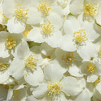 Jasmine Essential Oil