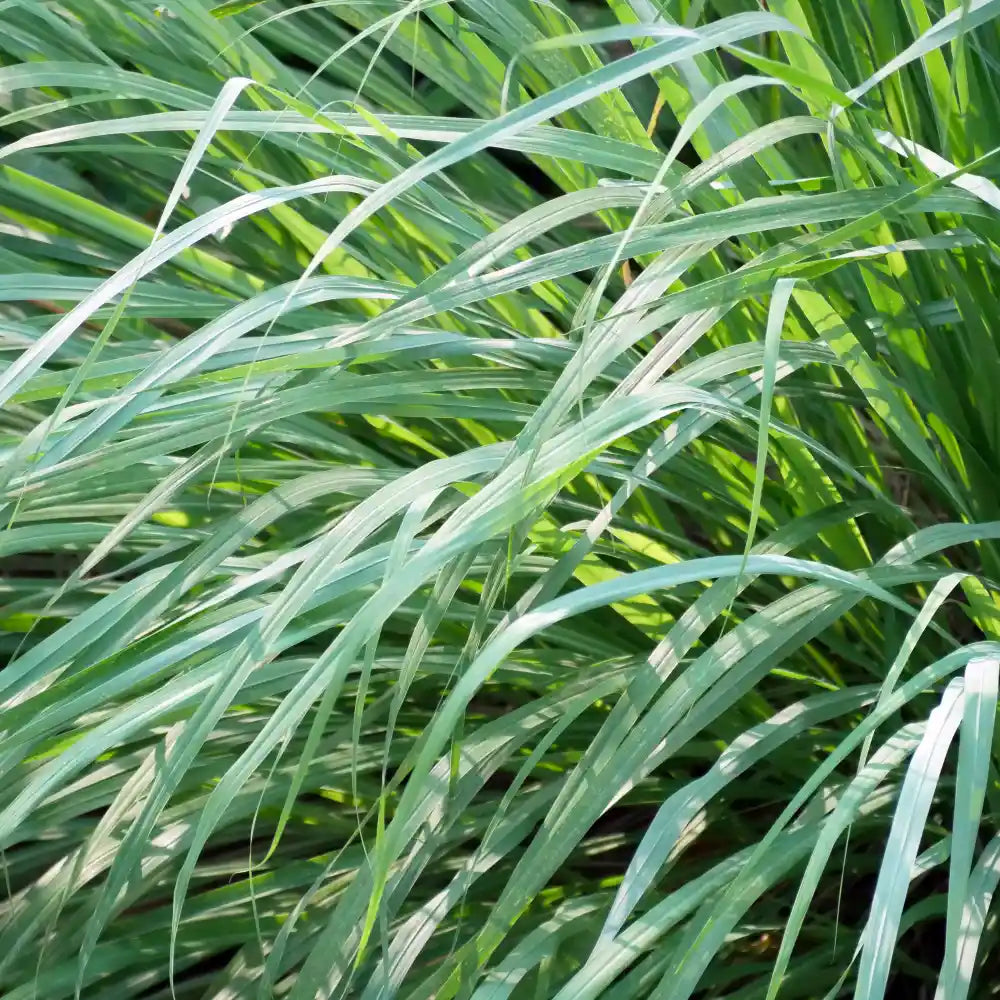 Lemongrass Essential Oil