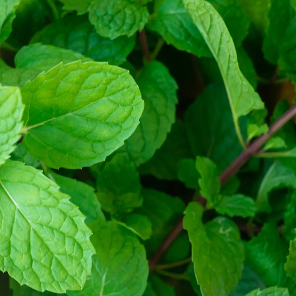 Peppermint Essential Oil