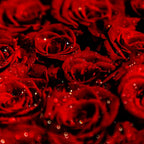 Rose Essential Oil