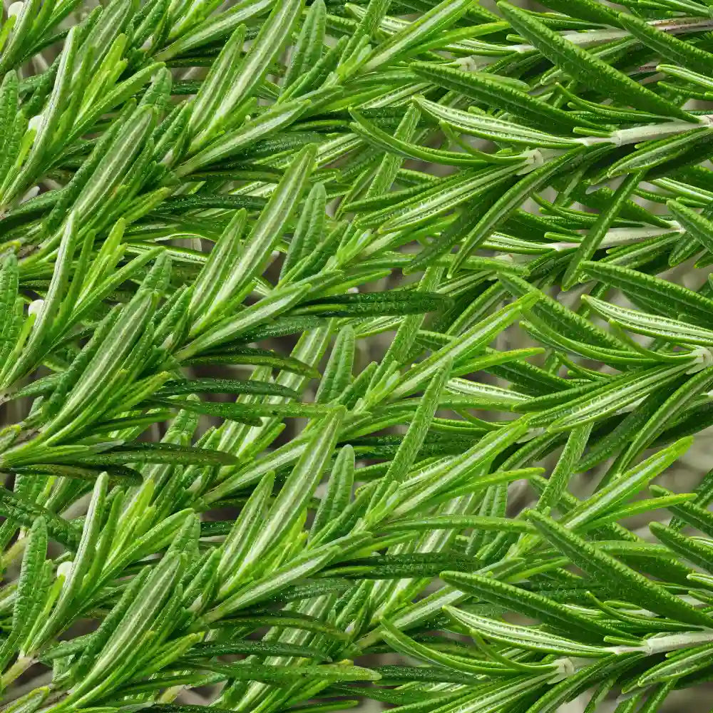 Rosemary Essential Oil