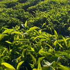 Tea Tree essential Oil