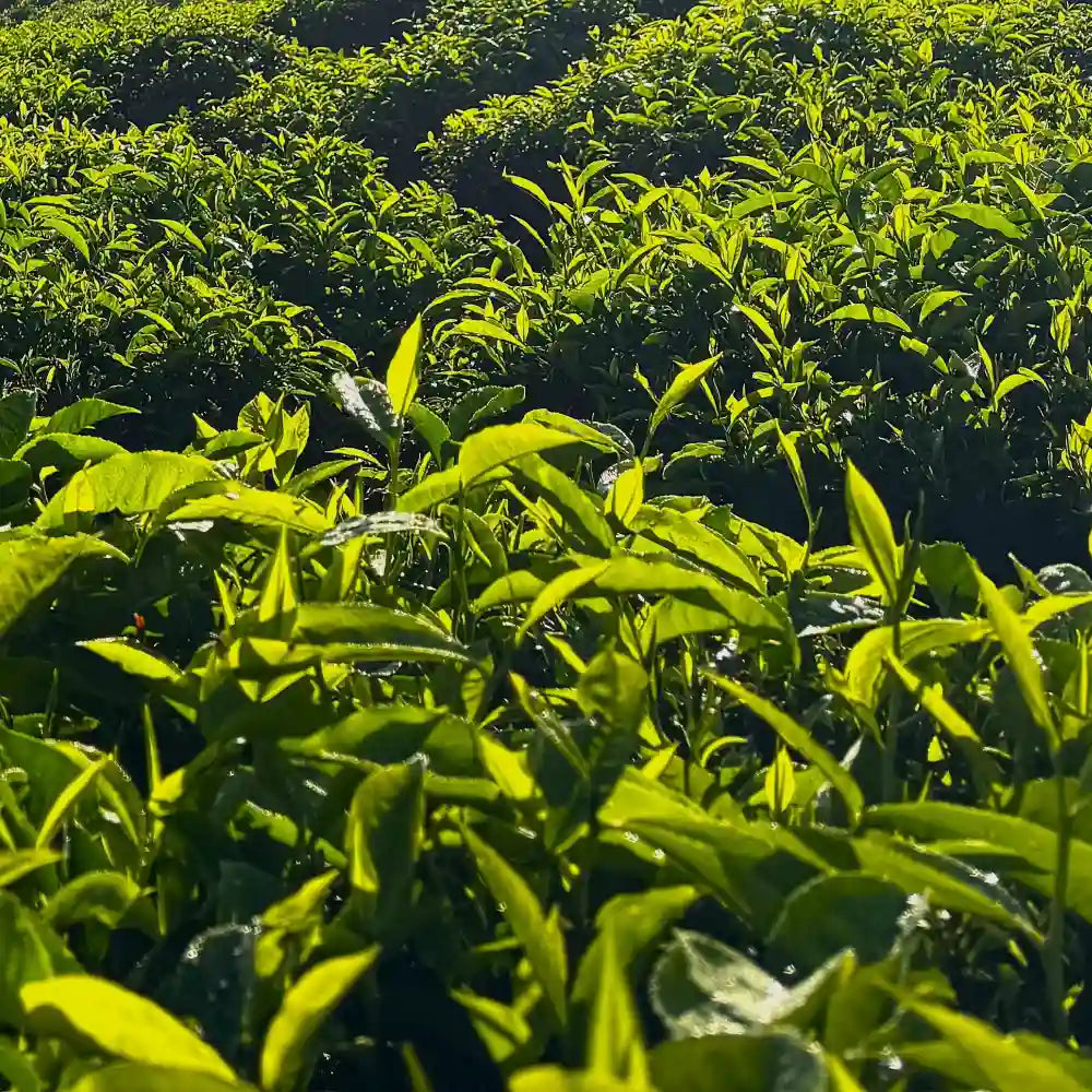 Tea Tree essential Oil